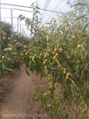 大荔冬棗冬棗/滁州大荔冬棗大荔哪個鎮