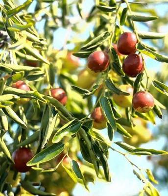 黃驊脆冬棗造富記 一顆小紅果，如何成就富民大產業？